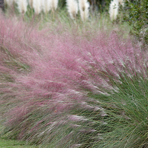 Grass Muhlenbergia